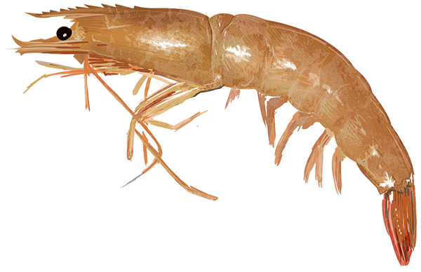 Brown shrimp  Farfantepenaeus aztecus