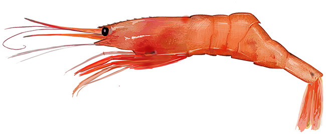 Northern shrimp  Pandalus borealis