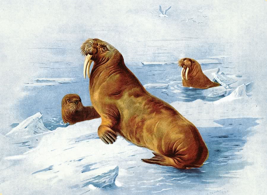 Walrus illustration 2