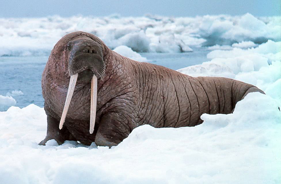 Walrus on ice photo