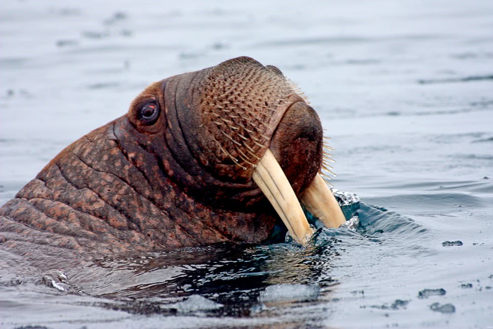 walrus closeup