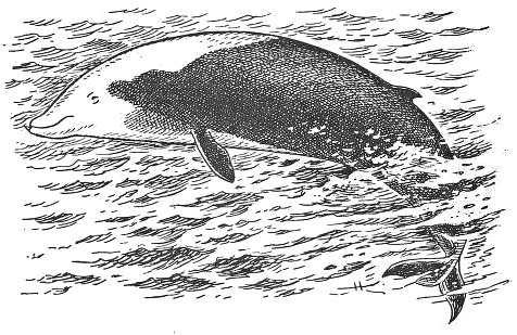 Cuviers beaked whale  Ziphius cavirostris