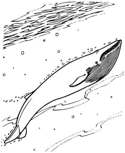 blue whale lineart