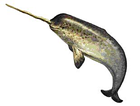 narwhal/