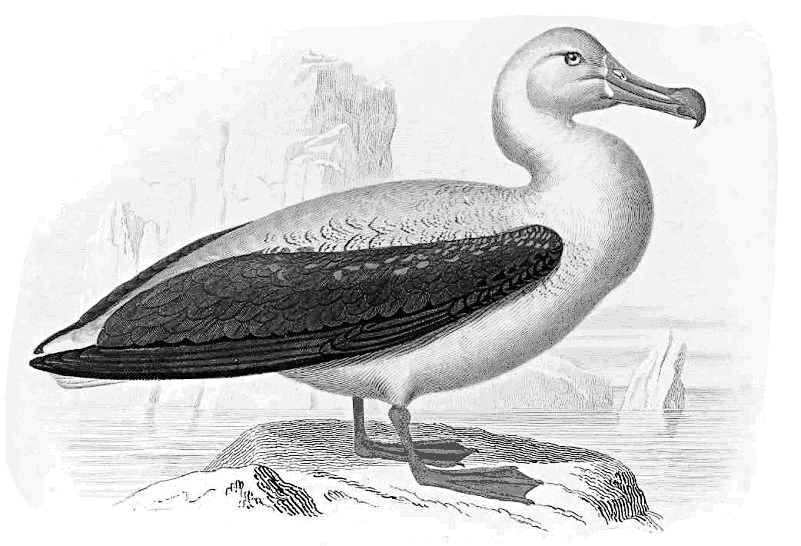 Albatros mouten