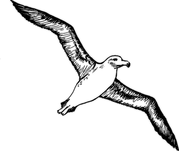 albatross in flight