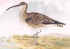 Curlew/