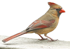 cardinal/
