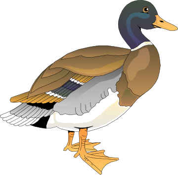 duck 12