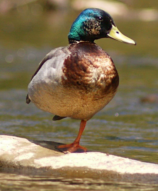 laughing duck