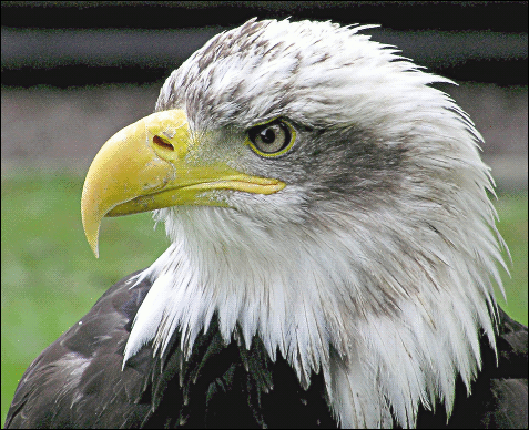 Bald Eagle closeup photo