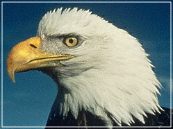 bald eagle profile