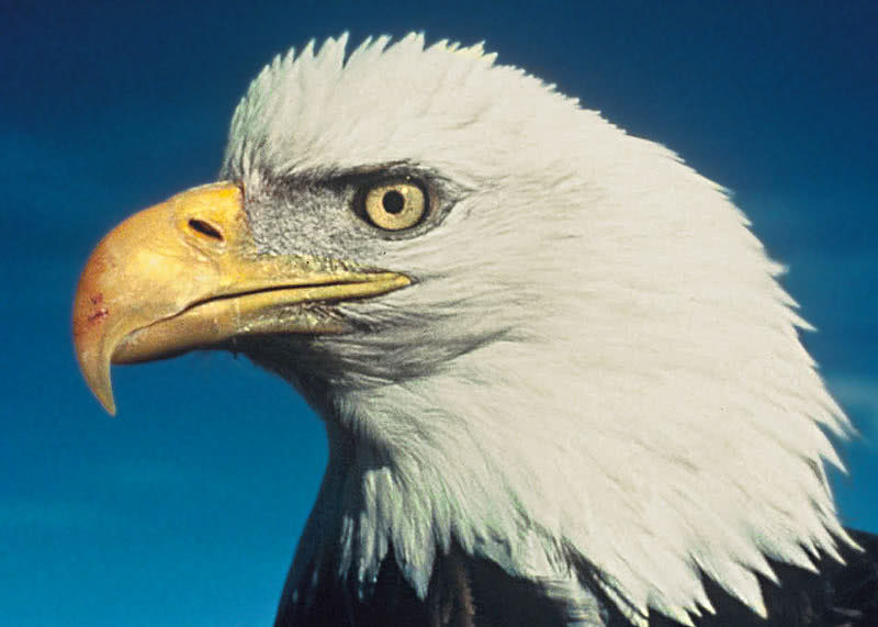bald eagle closeup USGS