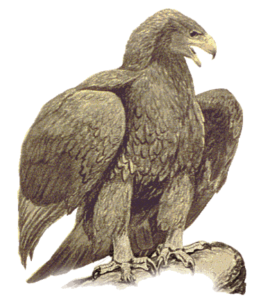 golden eagle 2