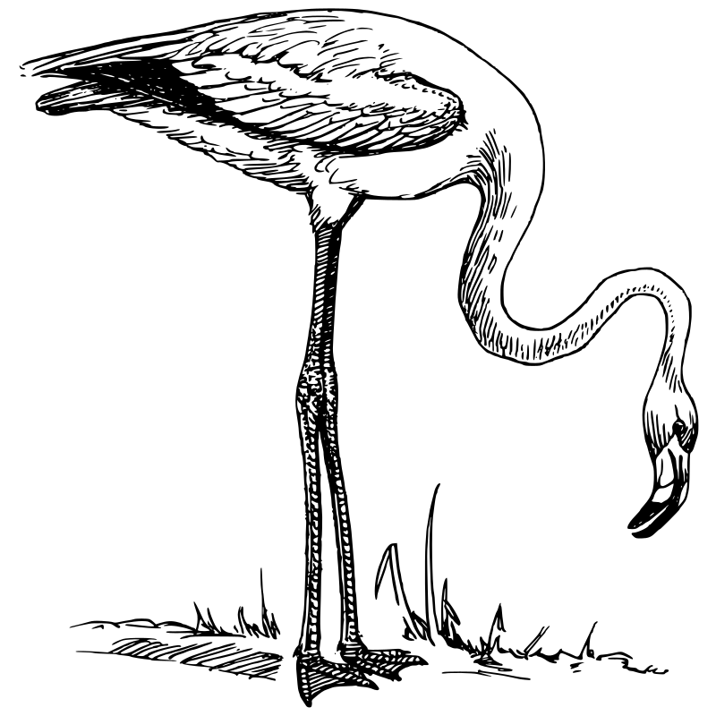 flamingo-lineart