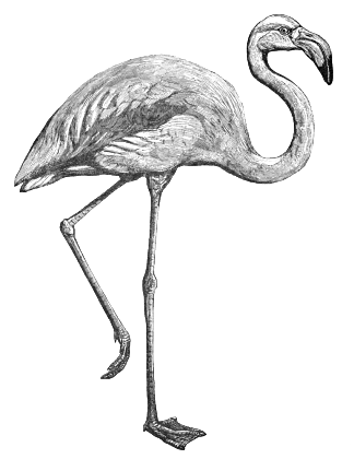 flamingo BW
