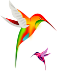 hummingbird/