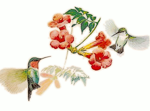 Ruby-Throated Hummingbird by trumpet vine
