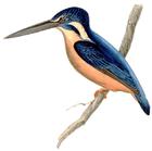 Kingfisher/