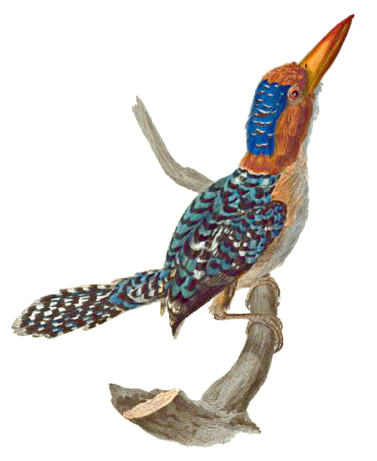 Banded Kingfisher  Lacedo pulchella