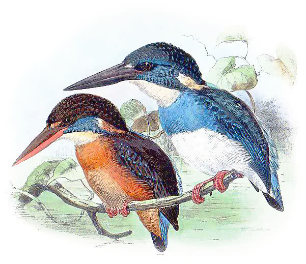 Blue-Banded Kingfisher  Alcedo euryzona