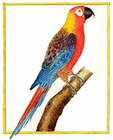 Macaw/