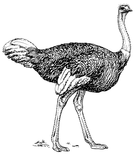 Ostrich-lineart