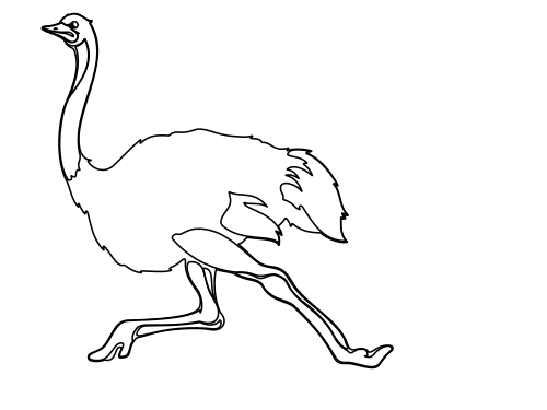 ostrich-running BW