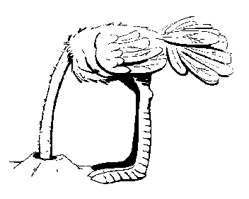 ostrich head In Sand
