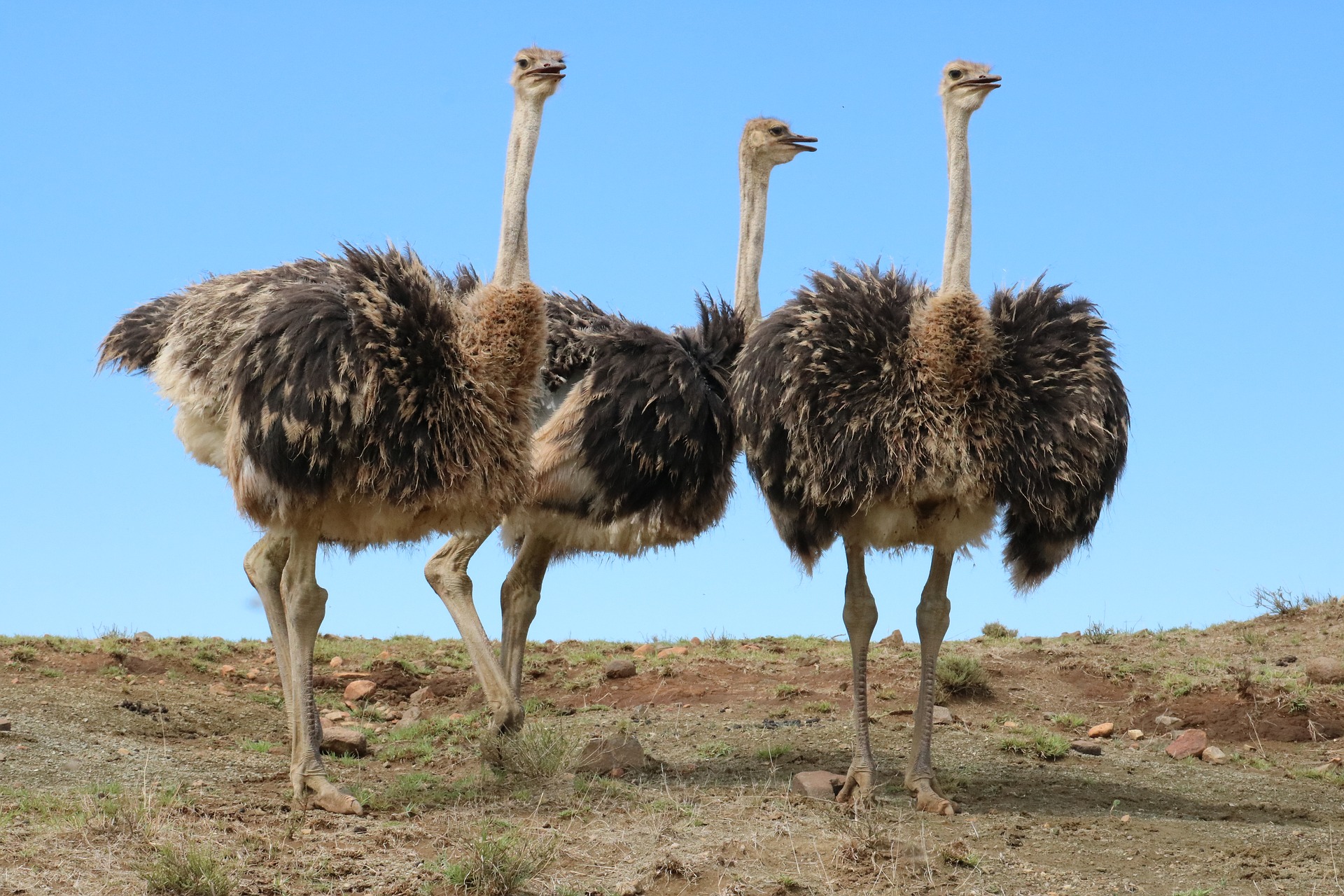 ostriches-photo
