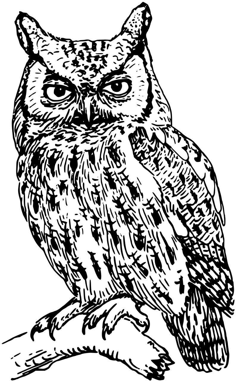 screech-owl-lineart