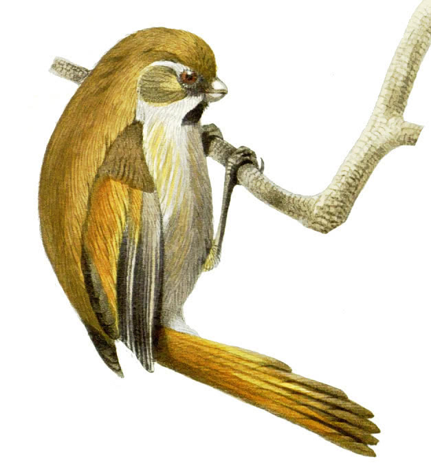 Golden Parrotbill  Paradoxornis verreauxi