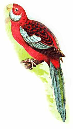 broad tailed parakeet