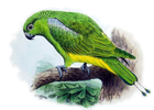parrot/