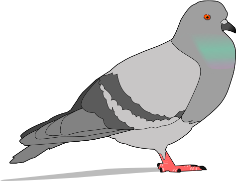 pigeon 3
