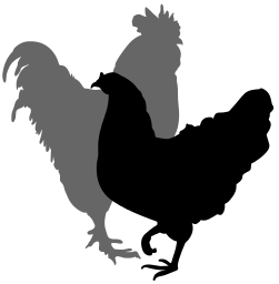 Rooster and hen silhouette