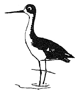 Black-necked stilt