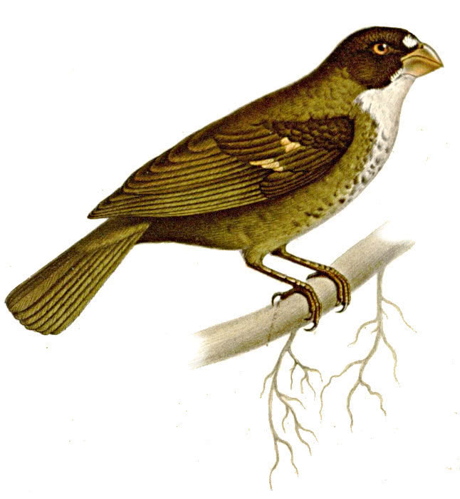 Buffy-fronted Seedeater  Sporophila frontalis