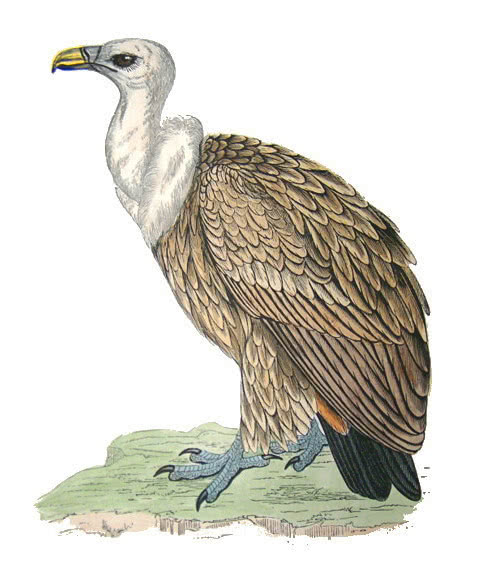 Griffin Vulture  Gyps fulvus
