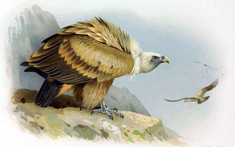 Griffin Vulture illustration