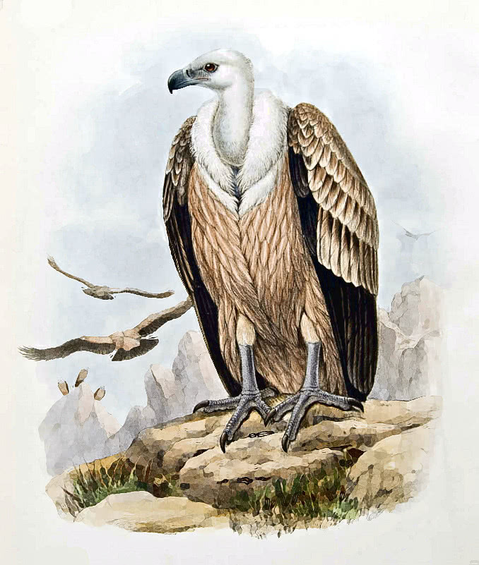 Griffin Vulture standing