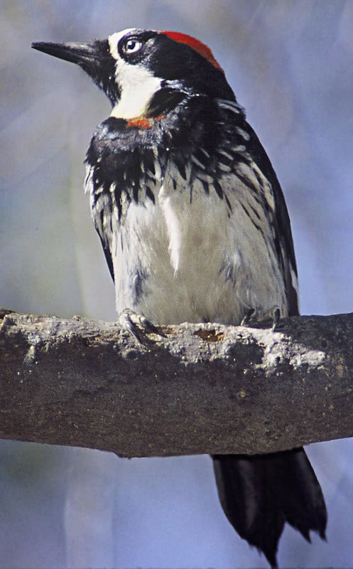 Acorn Woodpecker  Melanerpes formicivorus  male