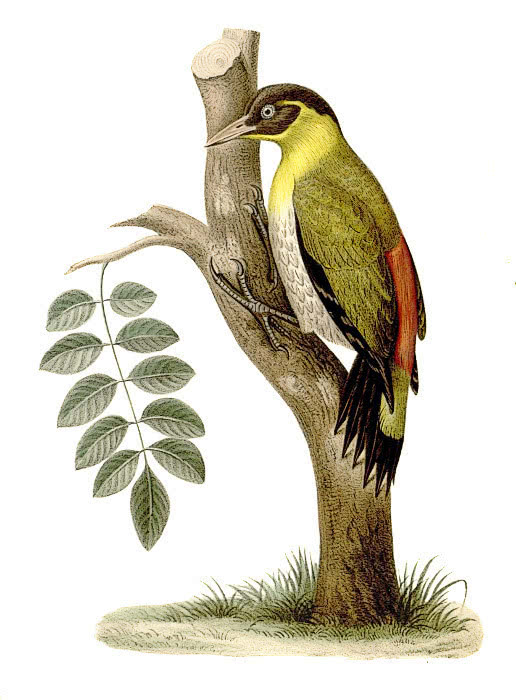 Black-headed Woodpecker  Picus erythropygius