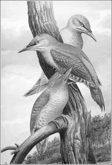 Grey headed Woodpecker