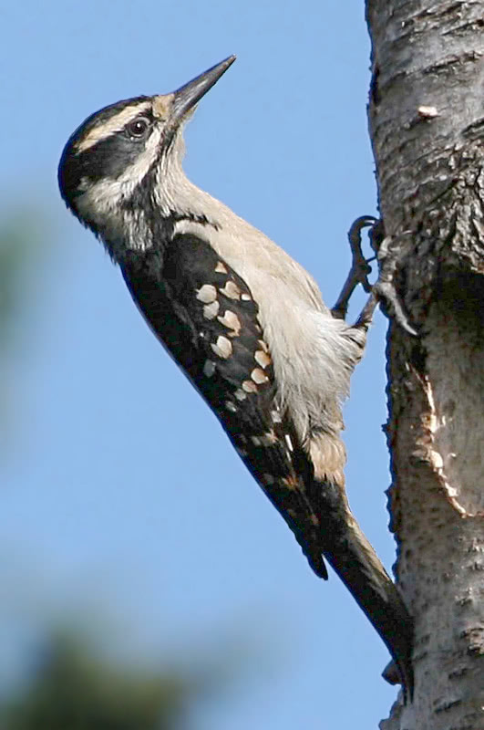 Hairy Woodpecker  Picoides villosus