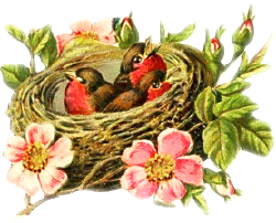 bird-nest 1
