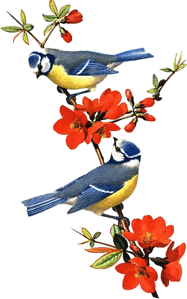 birds and blooms