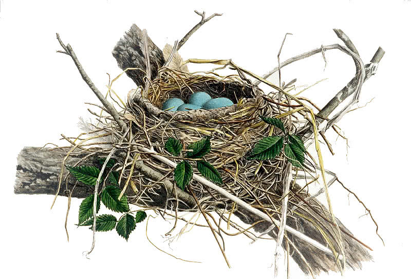robin nest  Howard Jones