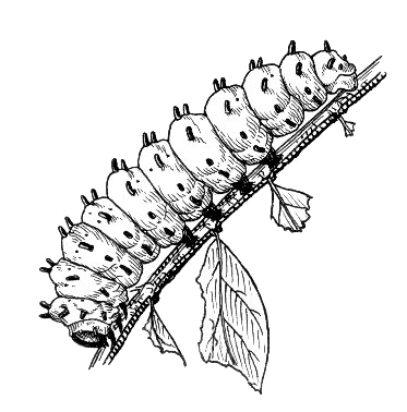 Caterpillar worm