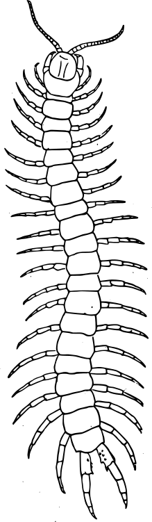 Centipede  Scolopendra morsitans